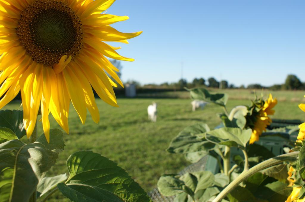 Agroturystyka Zabi Raj Pokrzywnica Exterior foto